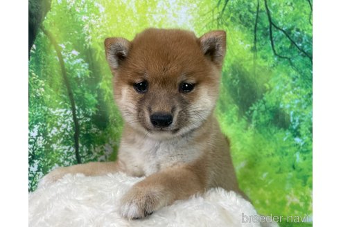 成約済の福岡県の豆柴-339894の3枚目