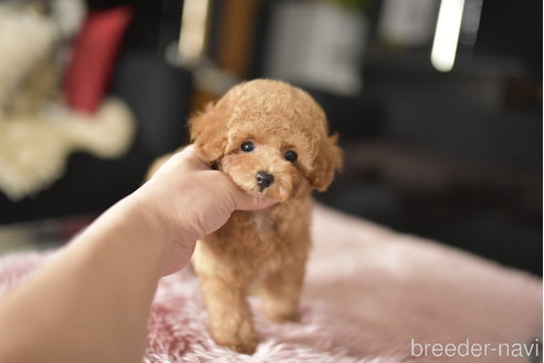 成約済の茨城県のタイニープードル-341465の1枚目