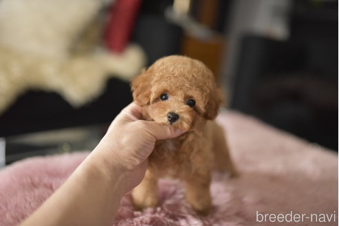 成約済の茨城県のタイニープードル-341465の6枚目