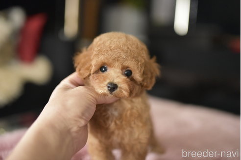 成約済の茨城県のタイニープードル-341465の5枚目