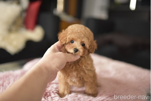 成約済の茨城県のタイニープードル-341465の4枚目