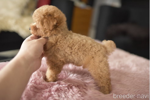 成約済の茨城県のタイニープードル-341465の3枚目