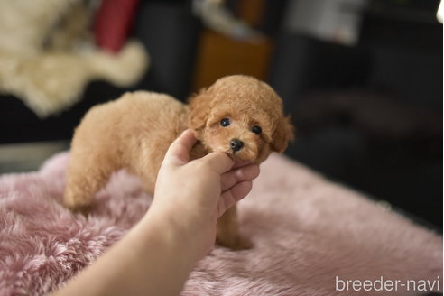 成約済の茨城県のタイニープードル-341465の2枚目