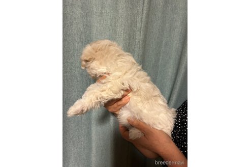 成約済の山梨県のマルチーズ-343578の4枚目