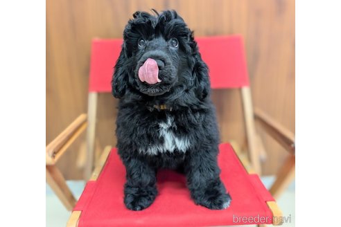 成約済の東京都のその他の犬種-328806の2枚目