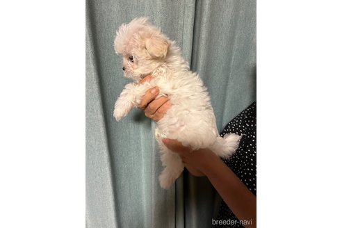 成約済の山梨県のマルチーズ-343579の4枚目