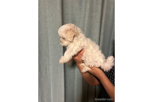 成約済の山梨県のマルチーズ-343580の4枚目