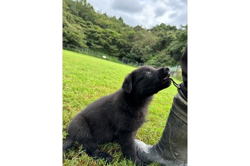 成約済の福岡県のジャーマンシェパードドッグ-343582の4枚目