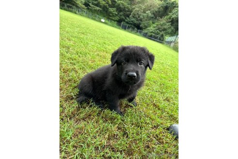 成約済の福岡県のジャーマンシェパードドッグ-343582の1枚目