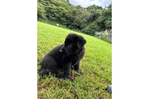 成約済の福岡県のジャーマンシェパードドッグ-343582の5枚目
