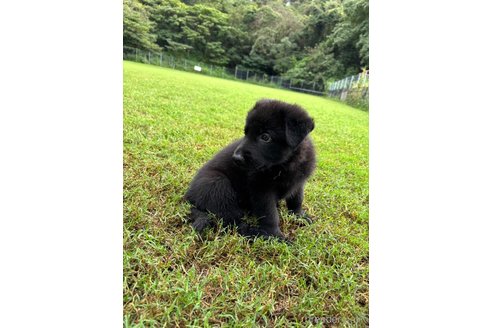 成約済の福岡県のジャーマンシェパードドッグ-343582の9枚目