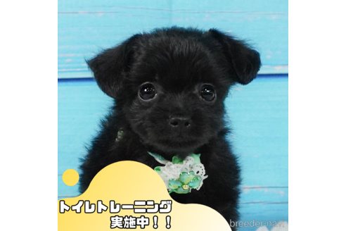 成約済の静岡県のチワプー:チワワ×トイプードル-343587の1枚目