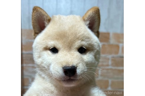 成約済の奈良県の豆柴-343588の1枚目