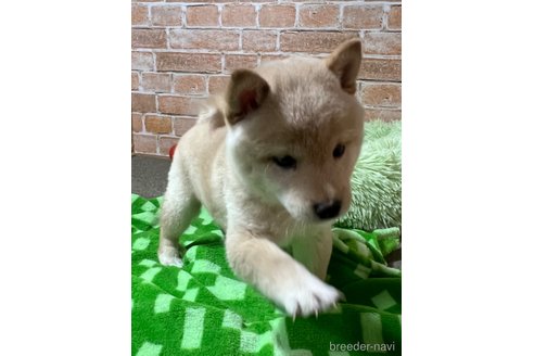 成約済の奈良県の豆柴-343588の2枚目