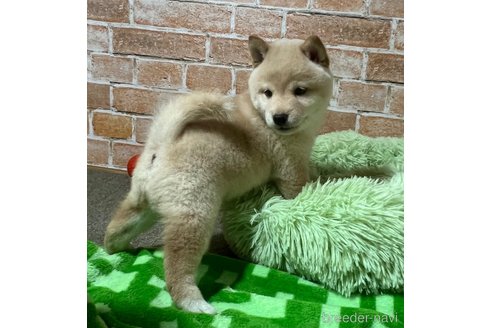 成約済の奈良県の豆柴-343588の3枚目