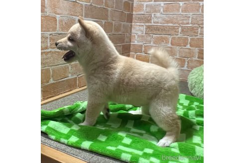 成約済の奈良県の豆柴-343588の4枚目