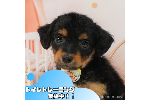 成約済の静岡県のチワプー:チワワ×トイプードル-343589の1枚目