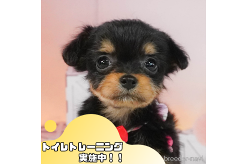 成約済の静岡県のチワプー:チワワ×トイプードル-343593の1枚目