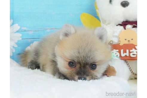 成約済の静岡県のポメラニアン-343602の14枚目