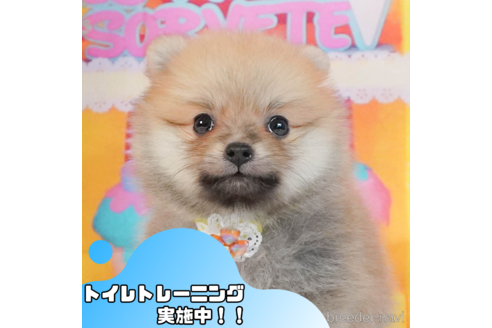 成約済の静岡県のポメラニアン-343605の1枚目