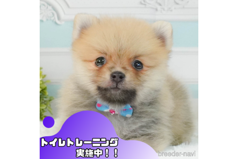 成約済の静岡県のポメラニアン-343610の1枚目
