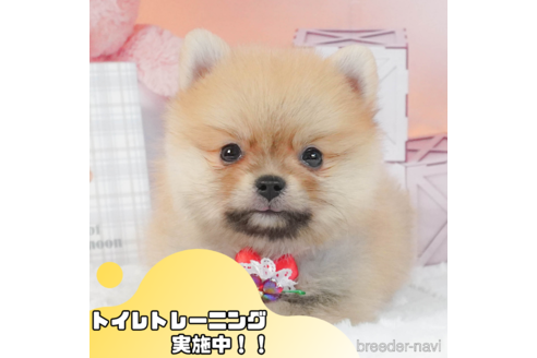 成約済の静岡県のポメラニアン-343611の1枚目