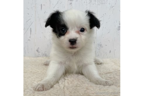 成約済の千葉県のミックス犬-343622の5枚目