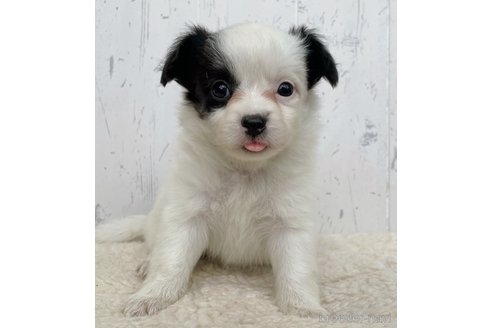 成約済の千葉県のミックス犬-343622の4枚目