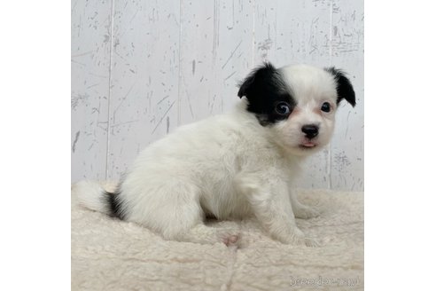 成約済の千葉県のミックス犬-343622の2枚目