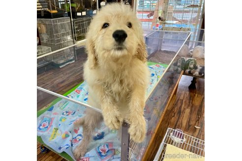 成約済の長野県のゴールデンドゥードル:ゴールデンレトリーバー×プードル-343639の5枚目