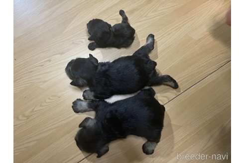 成約済の埼玉県のミニチュアシュナウザー-343645の4枚目