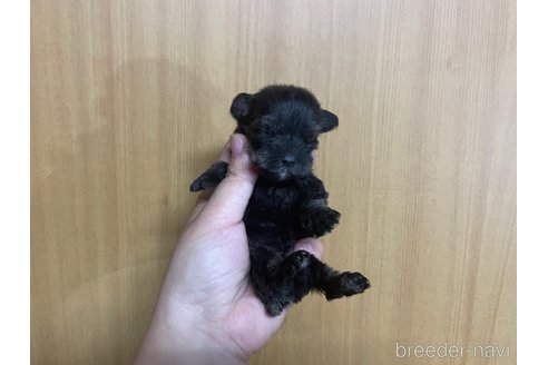 成約済の埼玉県のミニチュアシュナウザー-343645の3枚目