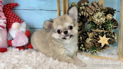 成約済の埼玉県のチワワ(ロングコート)-332214の36枚目