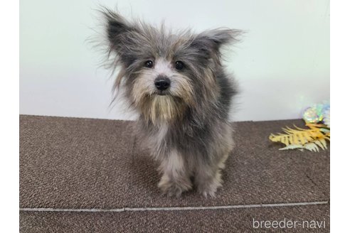 成約済の東京都のミックス犬-303776の4枚目