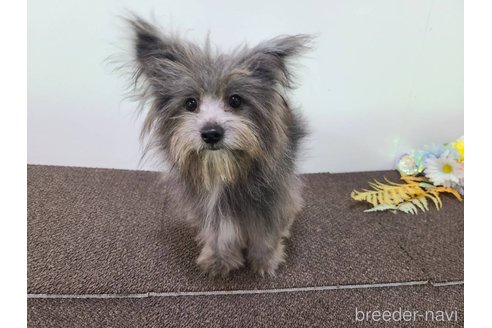 成約済の東京都のミックス犬-303776の3枚目