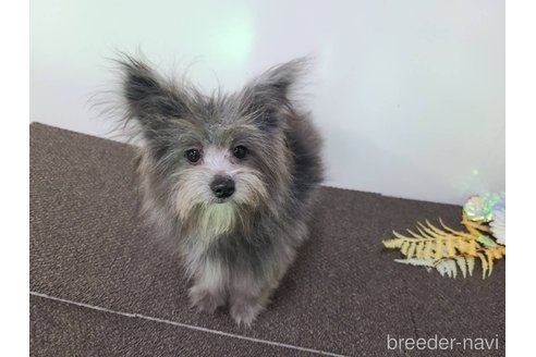 成約済の東京都のミックス犬-303776の2枚目