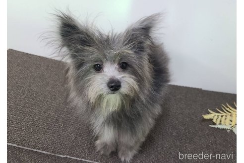 成約済の東京都のミックス犬-303776の1枚目