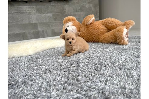 成約済の滋賀県のタイニープードル-343676の3枚目