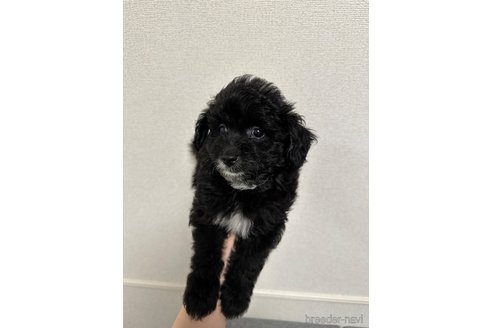 成約済の滋賀県のポメプー:ポメラニアン×トイプードル-338912の3枚目