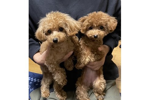 成約済の神奈川県のティーカッププードル-306177の2枚目