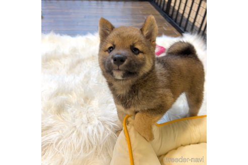 成約済の栃木県の柴犬-343749の31枚目