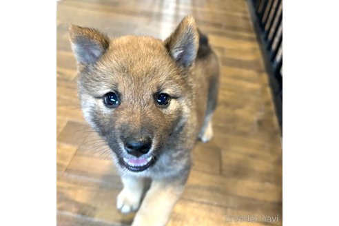 成約済の栃木県の柴犬-343749の30枚目