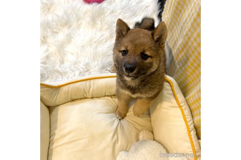 成約済の栃木県の柴犬-343749の29枚目