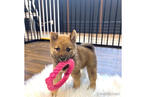 成約済の栃木県の柴犬-343749の27枚目