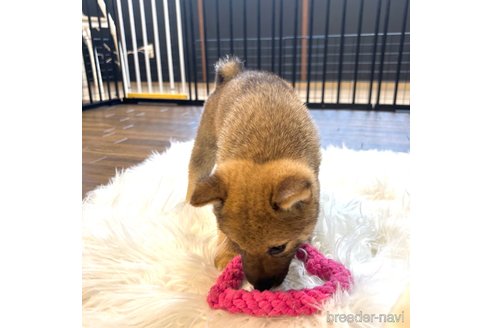 成約済の栃木県の柴犬-343749の26枚目
