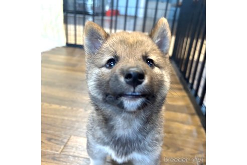 成約済の栃木県の柴犬-343749の25枚目