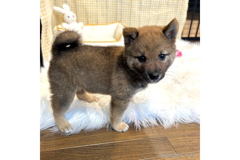 成約済の栃木県の柴犬-343749の24枚目