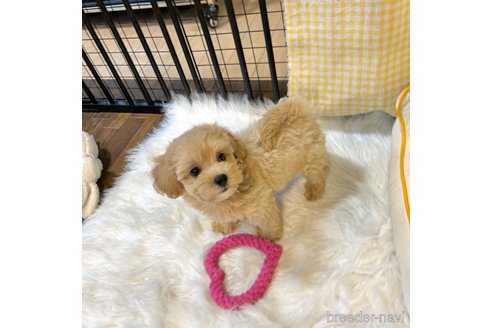 成約済の栃木県のマルプー:マルチーズ×トイプードル-343683の7枚目