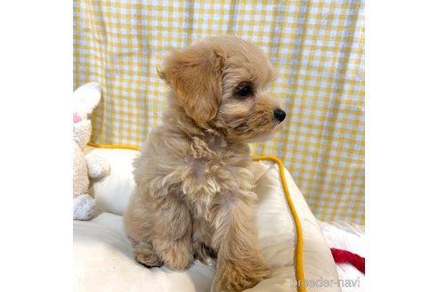 成約済の栃木県のマルプー:マルチーズ×トイプードル-343683の9枚目