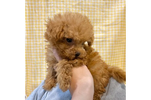 成約済の栃木県のマルプー:マルチーズ×トイプードル-343684の22枚目